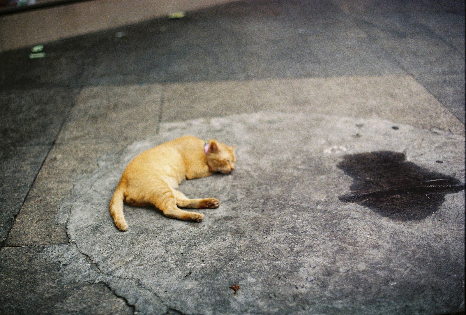 a cat asleep on a pavement